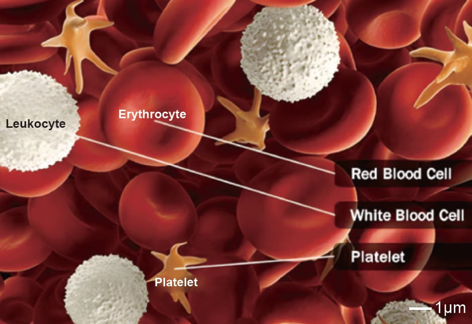Platelets Blood Cells