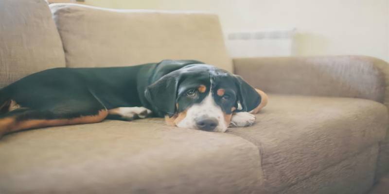 What is thyroid in dogs?