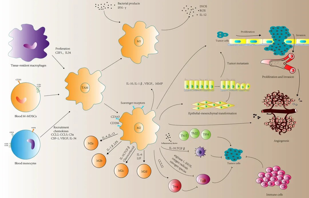 Tumor Microenvironment - How do cytokines act as regulators in tumor development?